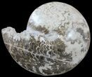 Polished Ammonite Fossil - Goulmima, Morocco #59961-1